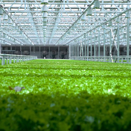 Interior photograph of a large greenhouse, with lots of green plants growing