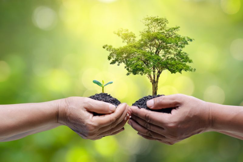 Zwei Hände halten einen Baum und einen Keimling