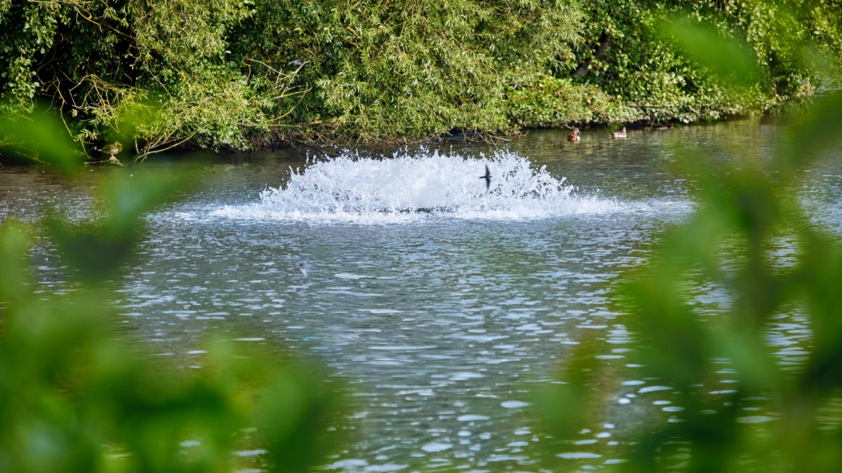 Optimale Belüftung Obersee