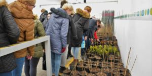 Prezentowe sadzonki dla Pracowników