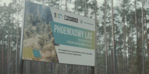 Phoenixowy las