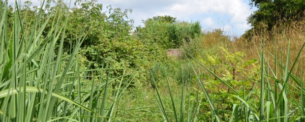 Water filtration system on a green field