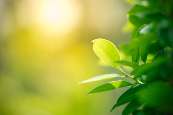 Sustainability