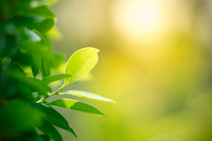 Green leaves in the sunshine